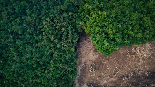 Regolamento anti-deforestazione, l'UE propone nuovo rinvio