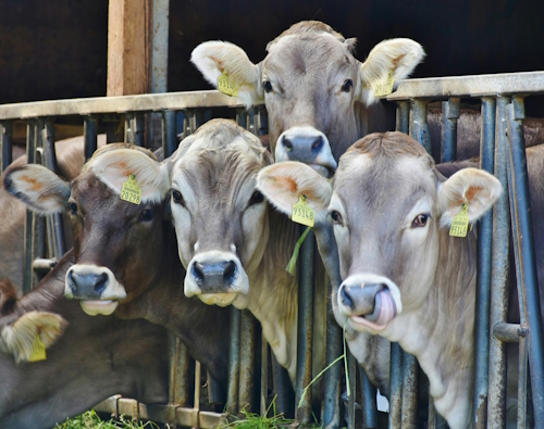 Dermatite nodulare bovina in Italia, ecco tutte le restrizioni dei Paesi Terzi