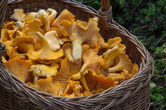 Chiarimenti dal Ministero della Salute sulle intossicazioni da funghi