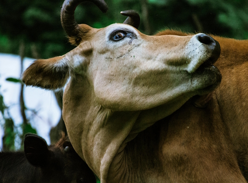 Dermatite nodulare bovina, confermati focolai in Italia