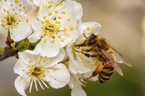 L’uso combinato dei pesticidi utilizzati in deroga produce effetti tossici per gli insetti impollinatori e per gli esseri umani