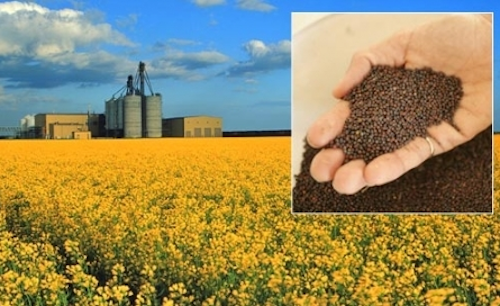 Prodotti fitosanitari contenenti olio di colza, rinnovata l’autorizzazione fino al 31 ottobre 2041