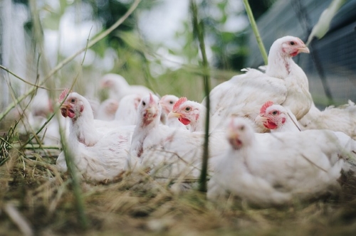Benessere degli animali: nuovo centro di riferimento per pollame e altri animali di allevamento