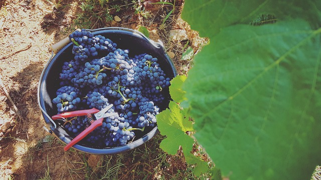 Nota di chiarimento riguardante i nuovi limiti nei prodotti vitivinicoli biologici