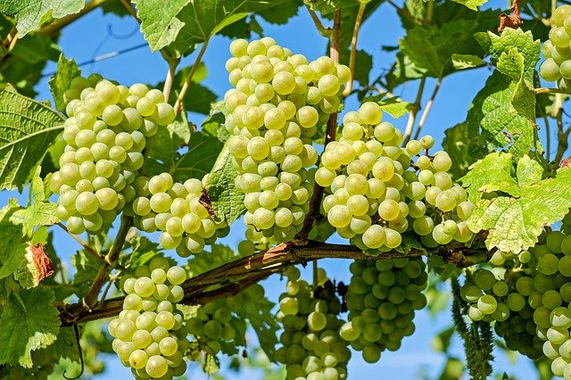 Norme di commercializzazione nel settore ortofrutticolo