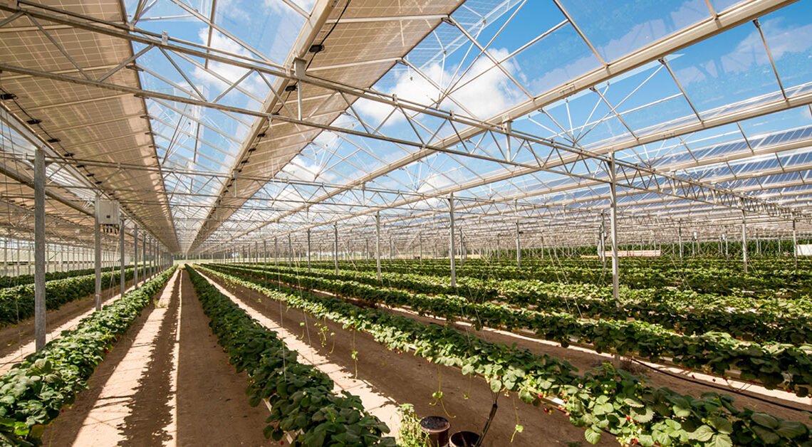 Campania, approvate le Linee tecnico agronomiche agrivoltaico