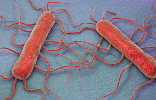 Il regolamento UE 2024/2895 e la modifica per il criterio relativo a Listeria Monocytogenes: conseguenze e accorgimenti operativi per gli OSA