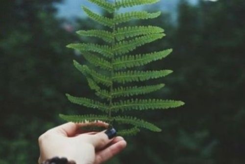 Bioeconomia, l'UE punta su prodotti sostenibili e materie prime alternative