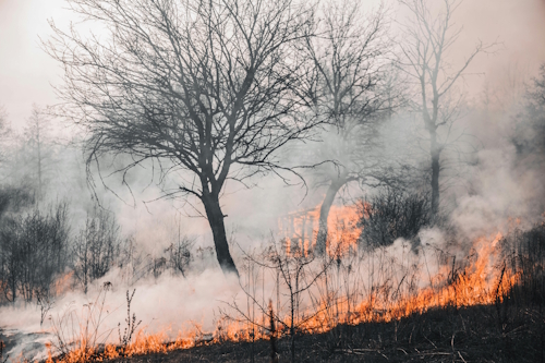 Lotta agli incendi boschivi, in Gazzetta il Comunicato