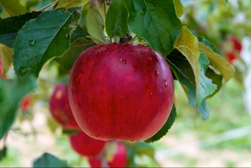 Tutela agroalimentare, via libera del Senato al nuovo Ddl