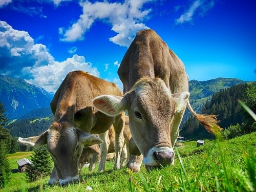 Modello 4 informatizzato per gli animali di allevamento: rinviata la partenza della procedura