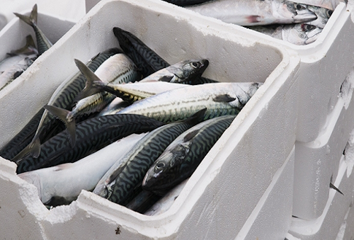 Inquinamento da microplastiche, la regione Veneto vieta i contenitori di prodotti ittici in polistirolo