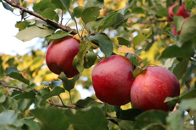 Importazioni da Paesi terzi e sicurezza alimentare