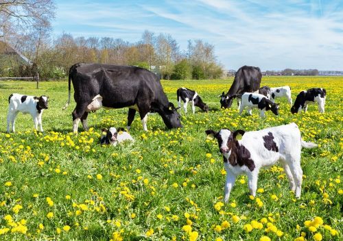 Benessere animale in allevamenti, bando Regione Lombardia 2026